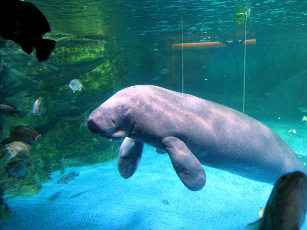 manatee