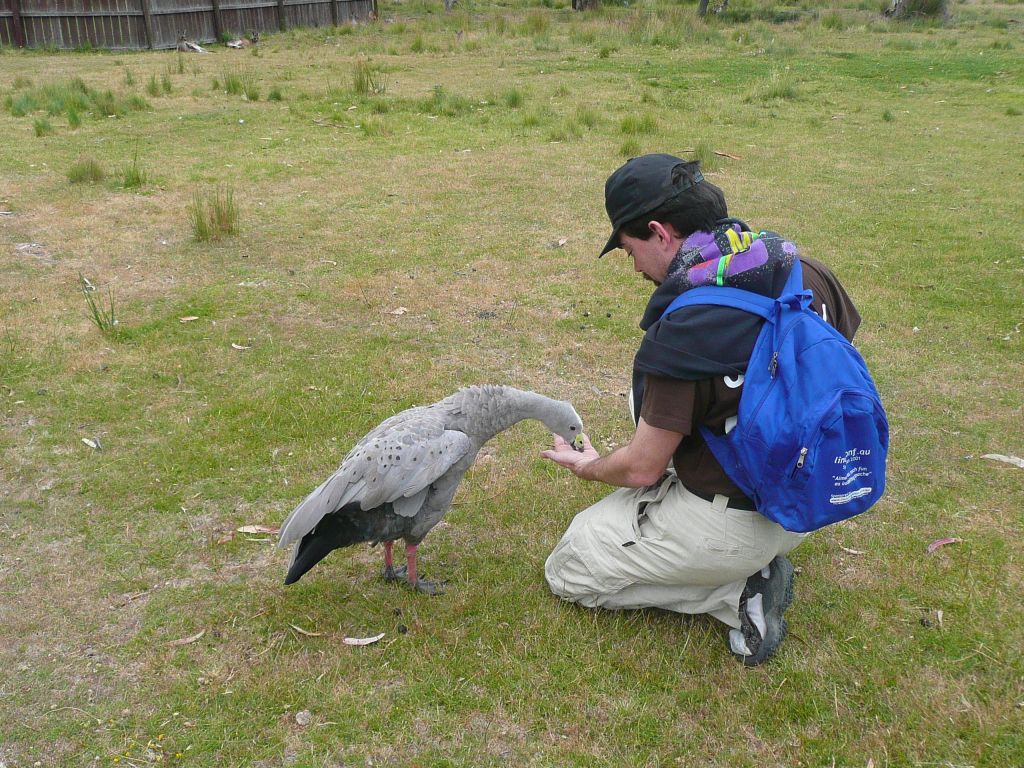 those were local geese