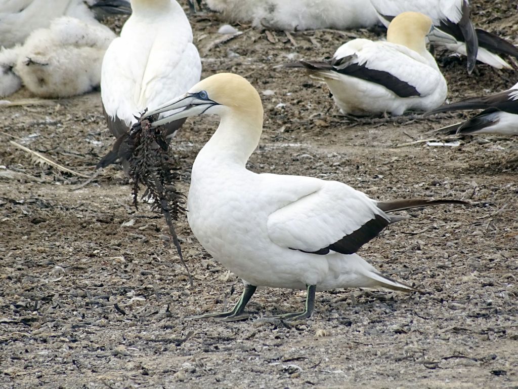 this poor bird is late for finding a mate