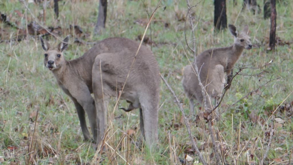 happy kangaaroo :)