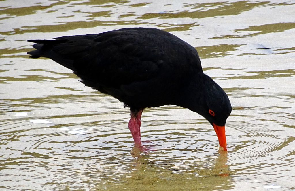 oyster catcher