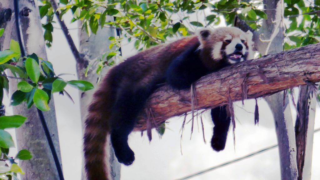 red panda, not liking the heat :)