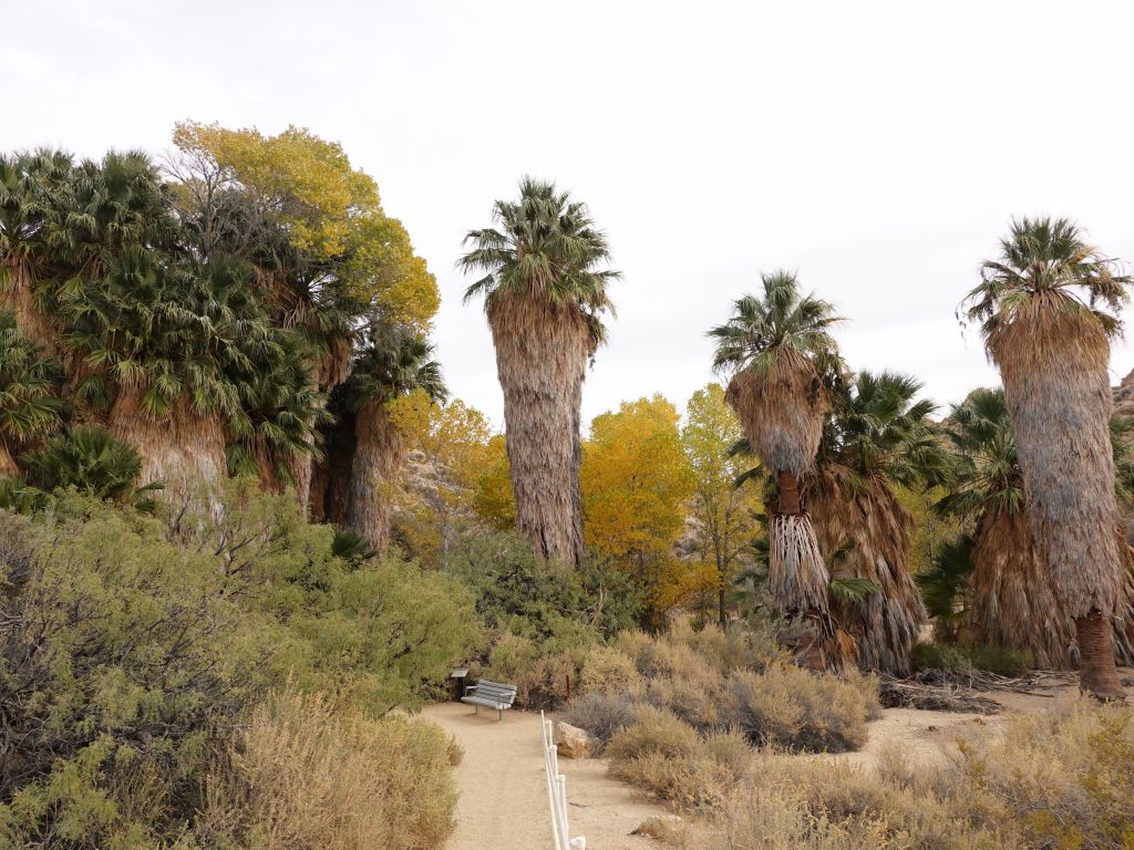 Cottonwood Spring, we hadn't seen, and is quite nice