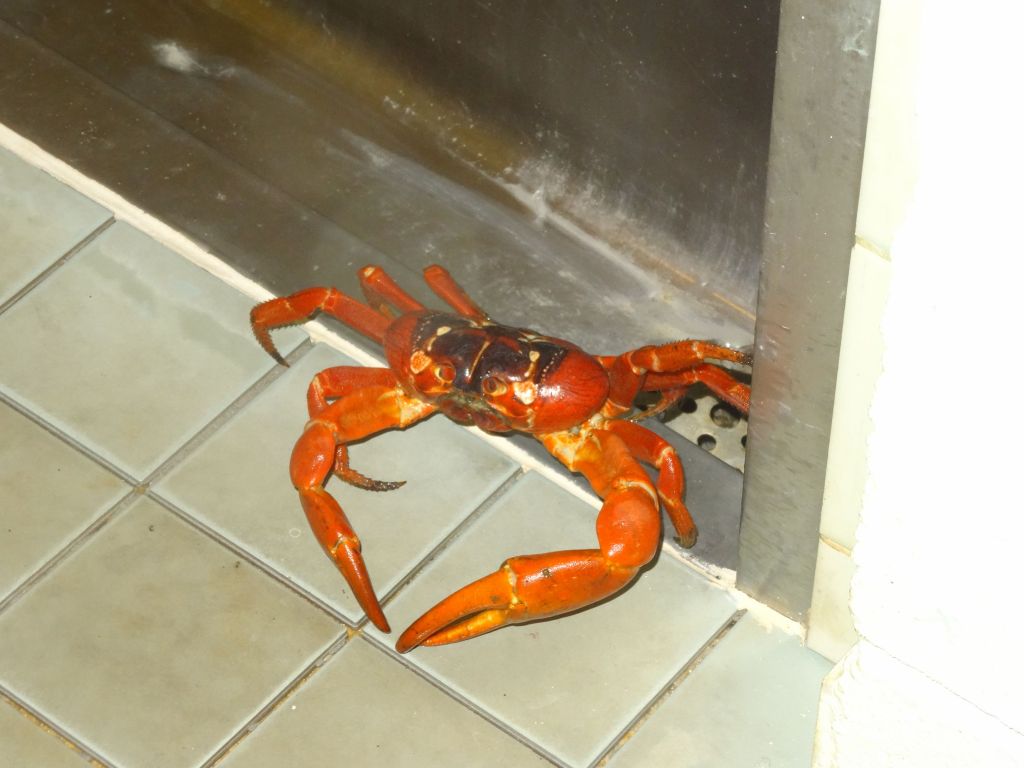 this little guy went hiding in the urinal during a rainfall, maybe not the best move