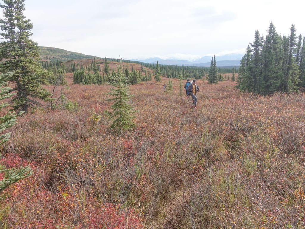 some people went to try and pick berries, but they were quite far from the road