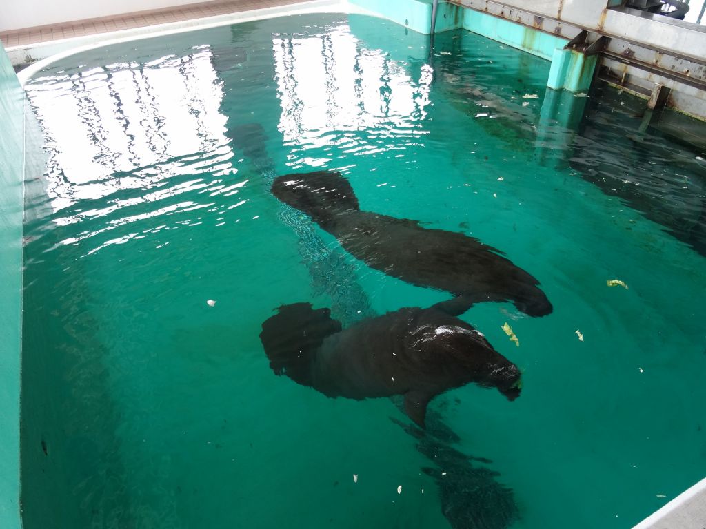 Manatees