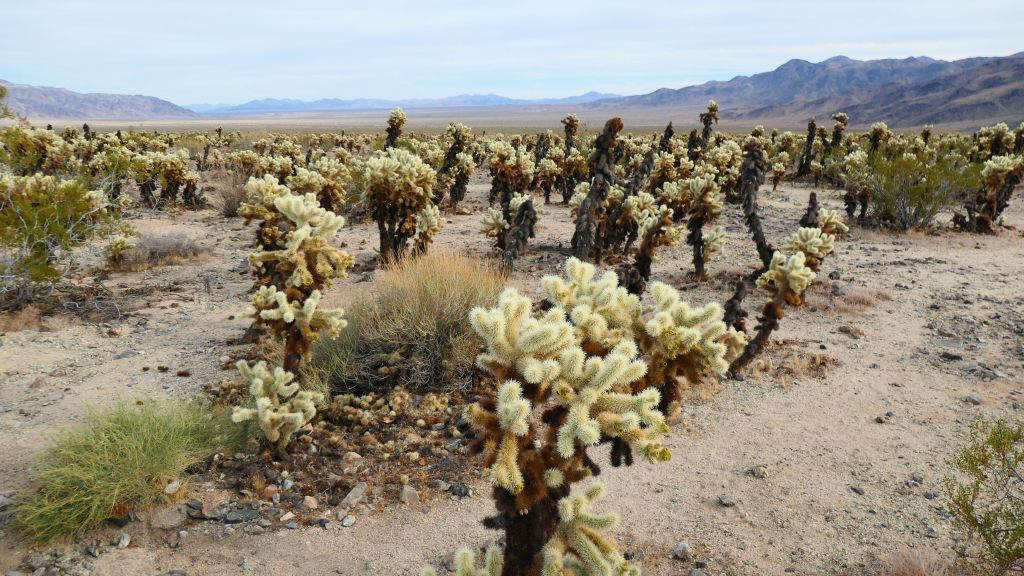 Cholla Cactus Garden was quite nice, and worth visiting again