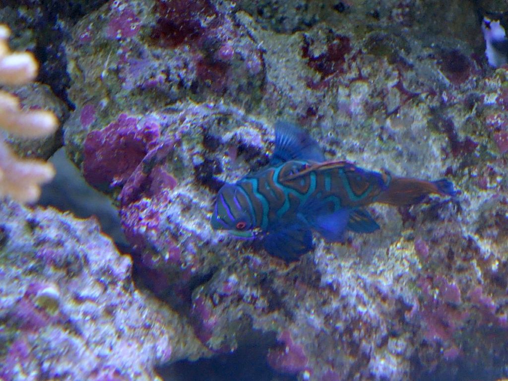 mandarin fish