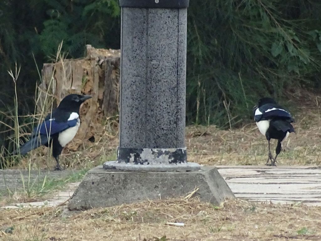 the chocolate bird as Jennifer calls it :) (michoko)