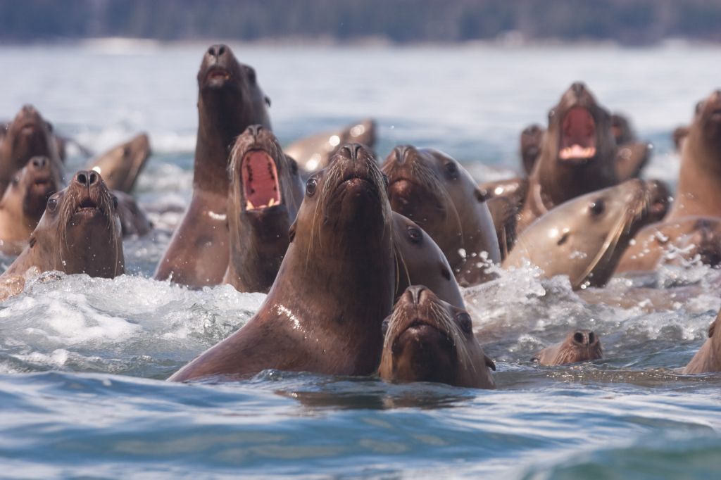 we actually saw more seals on the ice than sea lions