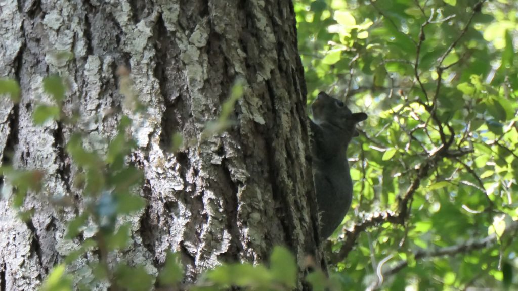 interestingly, there are more squirrels in our yard that we found there