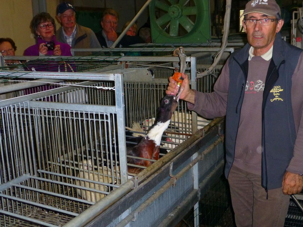 those ducks have a much happier life than the poor farmed chicken