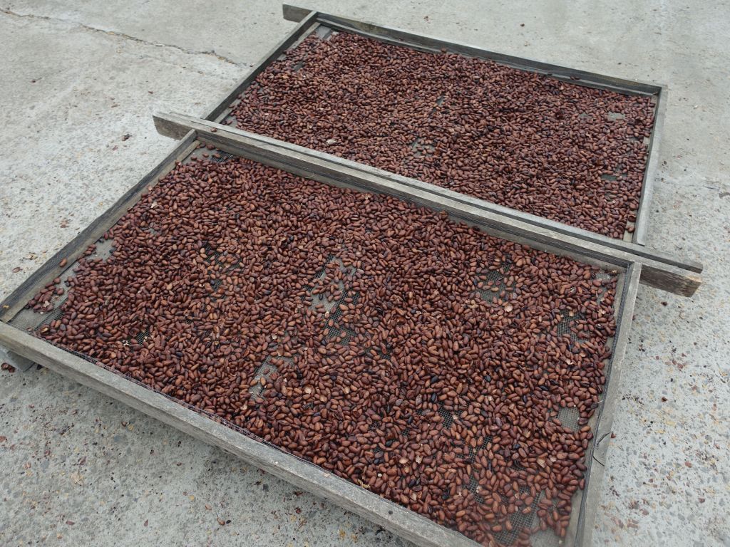 cocoa beans