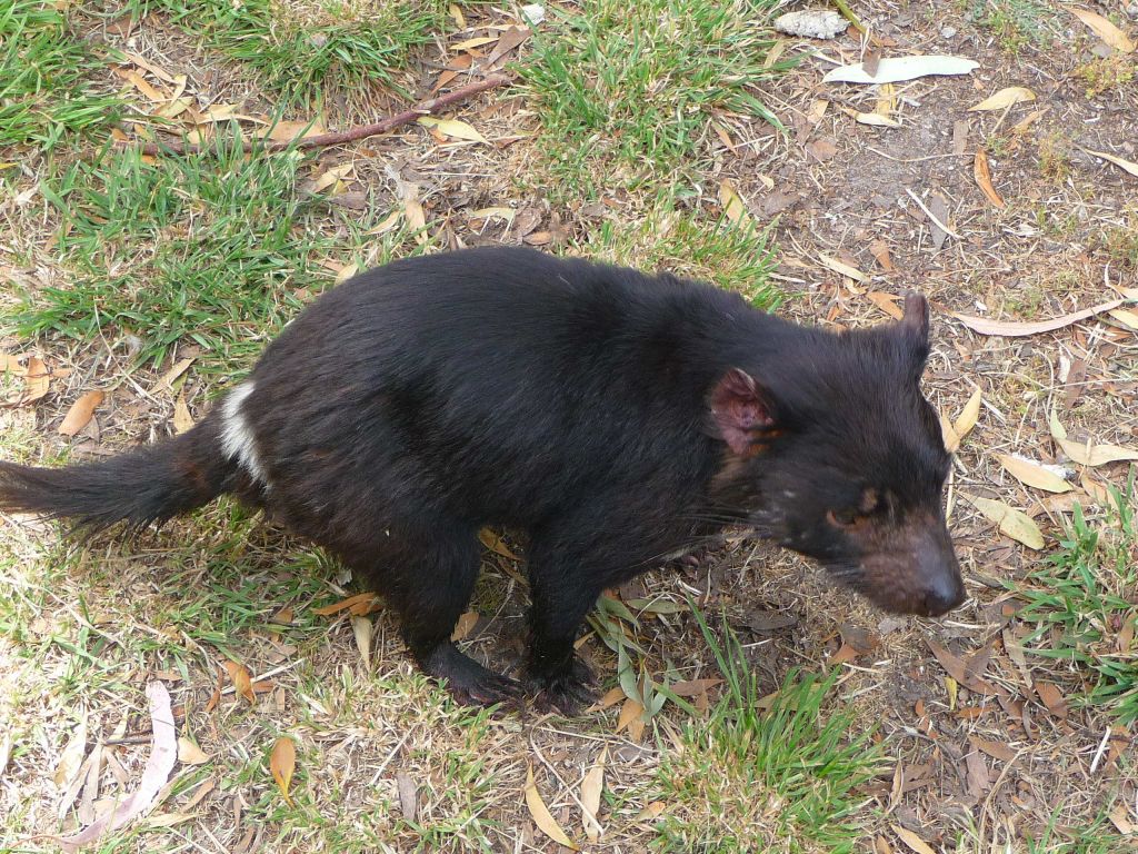 tasmanian devil