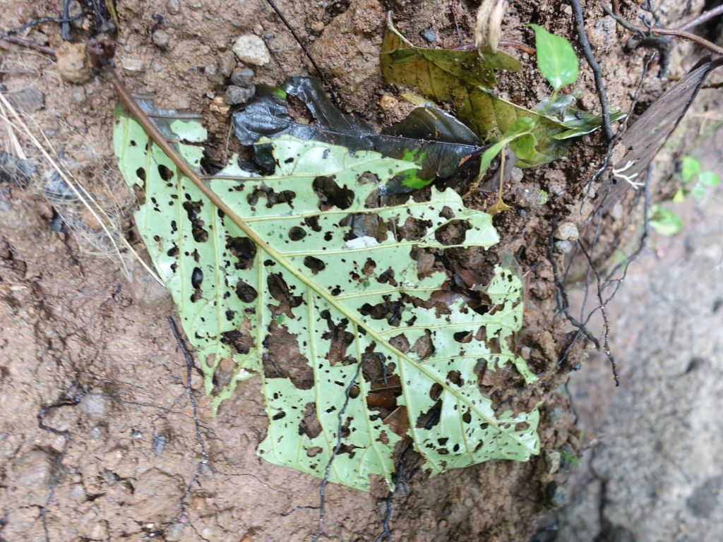 the leafcutter ants worked hard :)