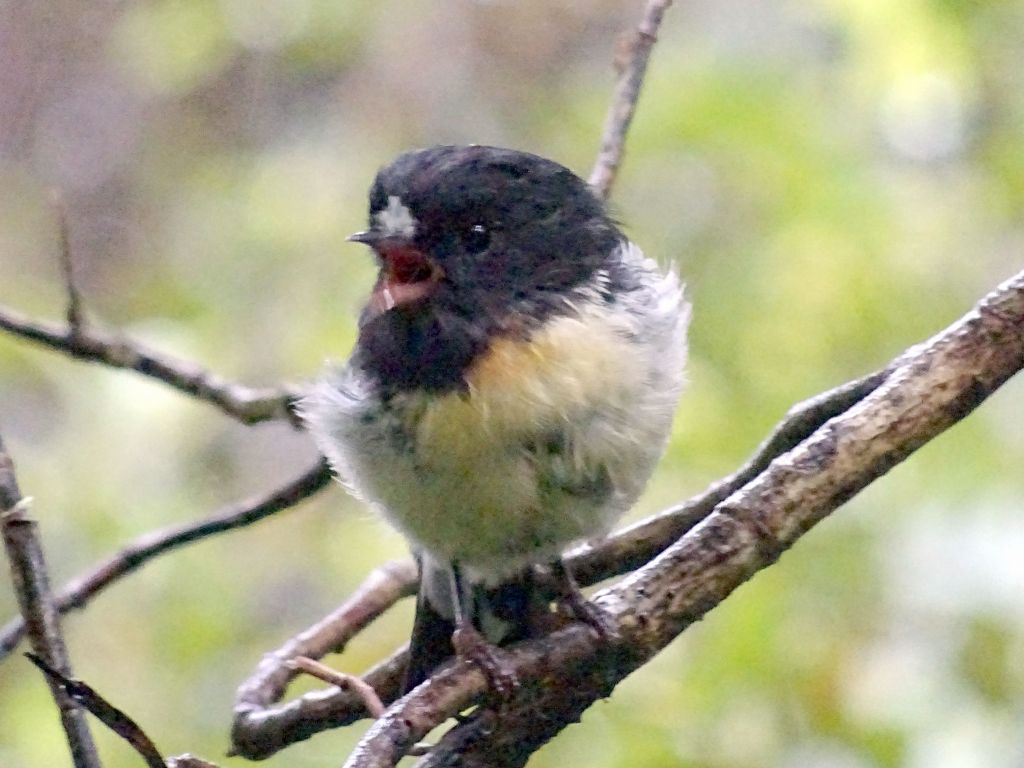 beautiful pluffy wet bird :)