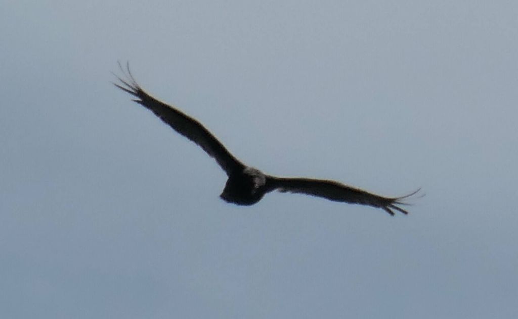 turkey vultures