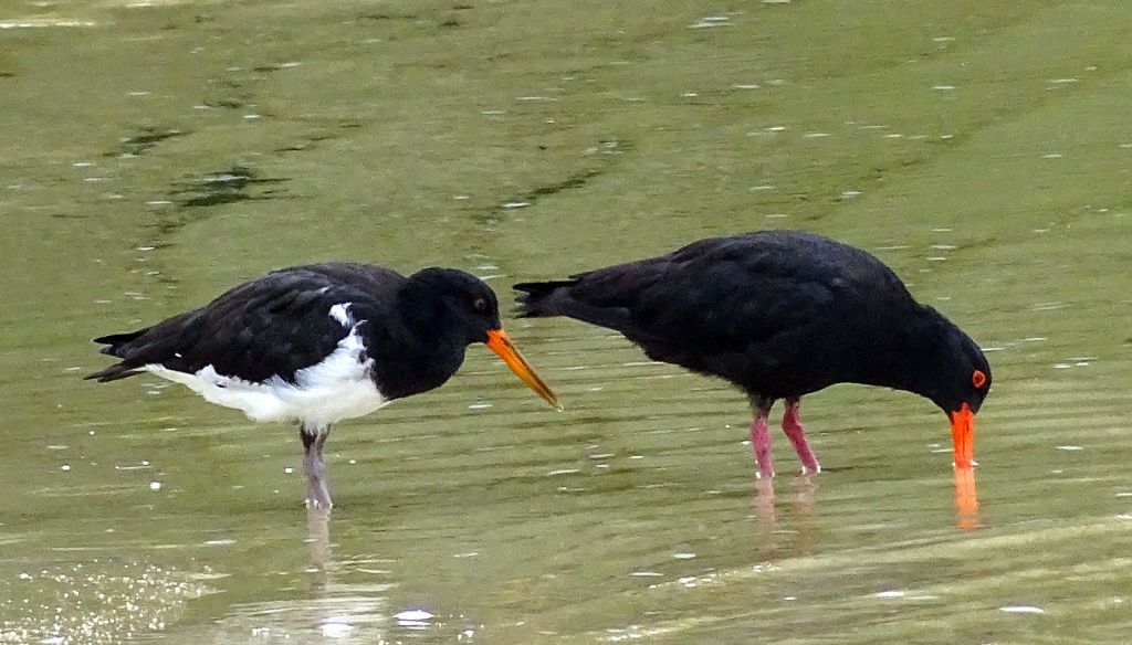 a mixed couple, I'm told it's rare