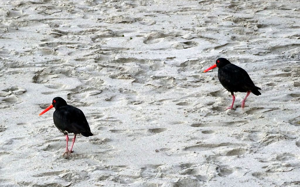 oyster catcher birds