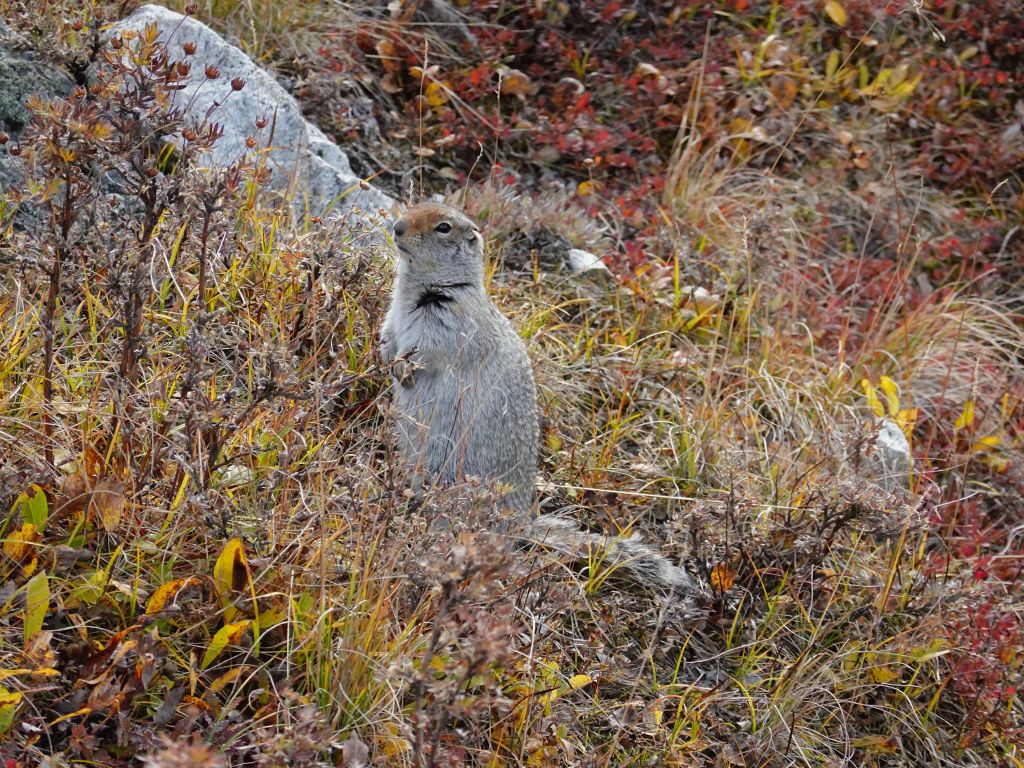 the only wildlife we saw, The rest probably hid from the wind