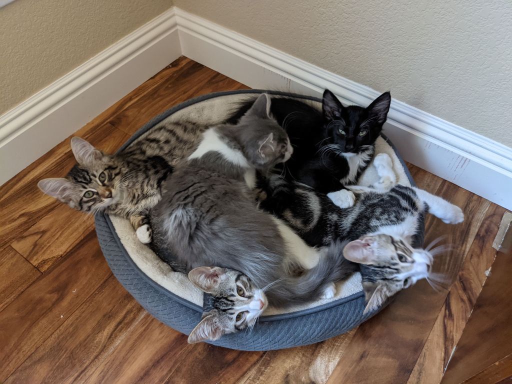 kitty pile