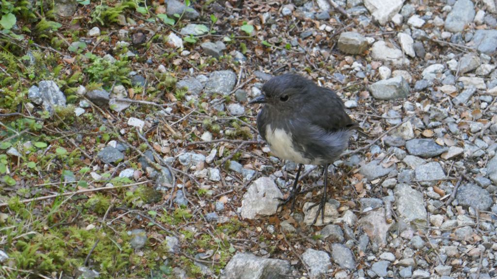 the fearless NZ robin