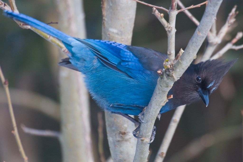 we did see a stellar jay