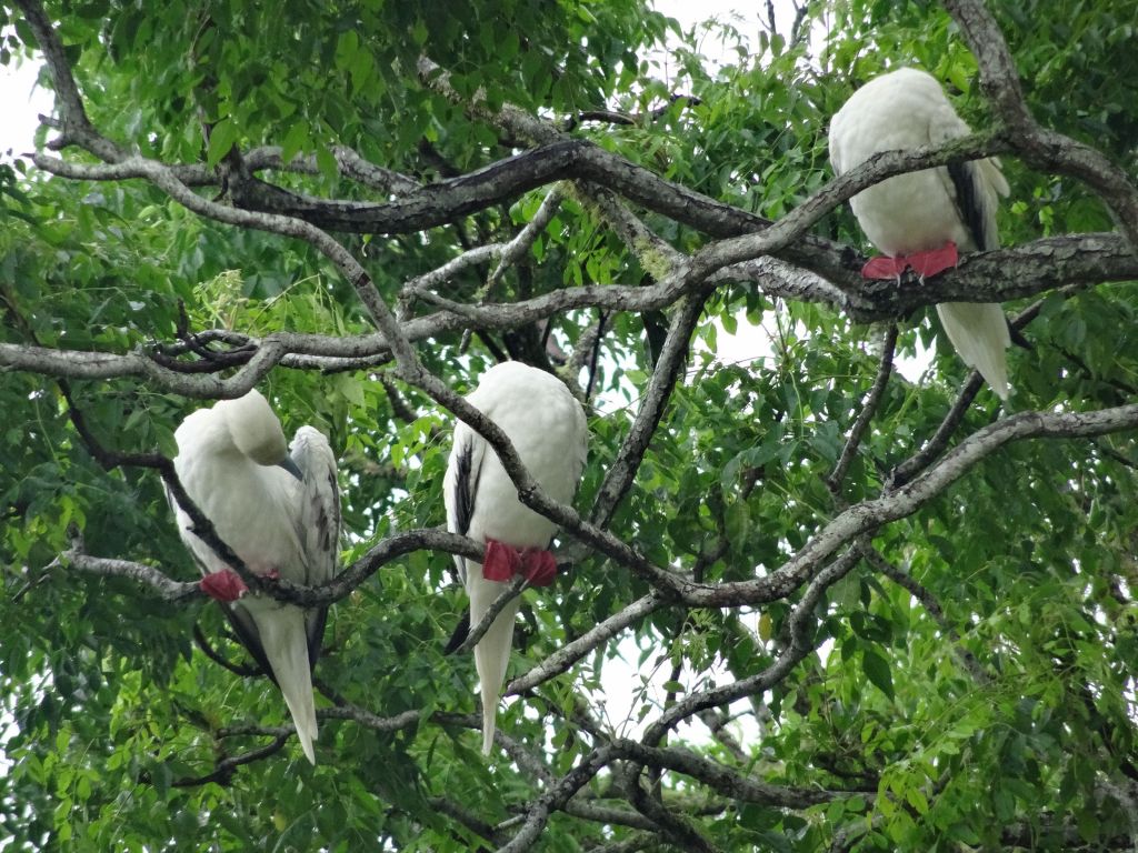 look at the webbed feet around the branches