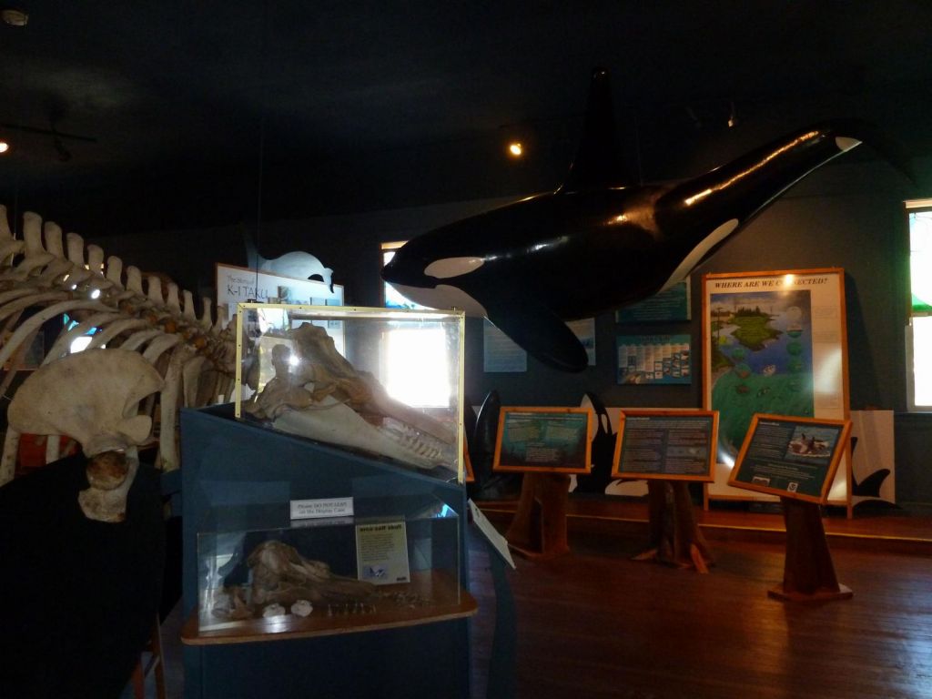 whale museum