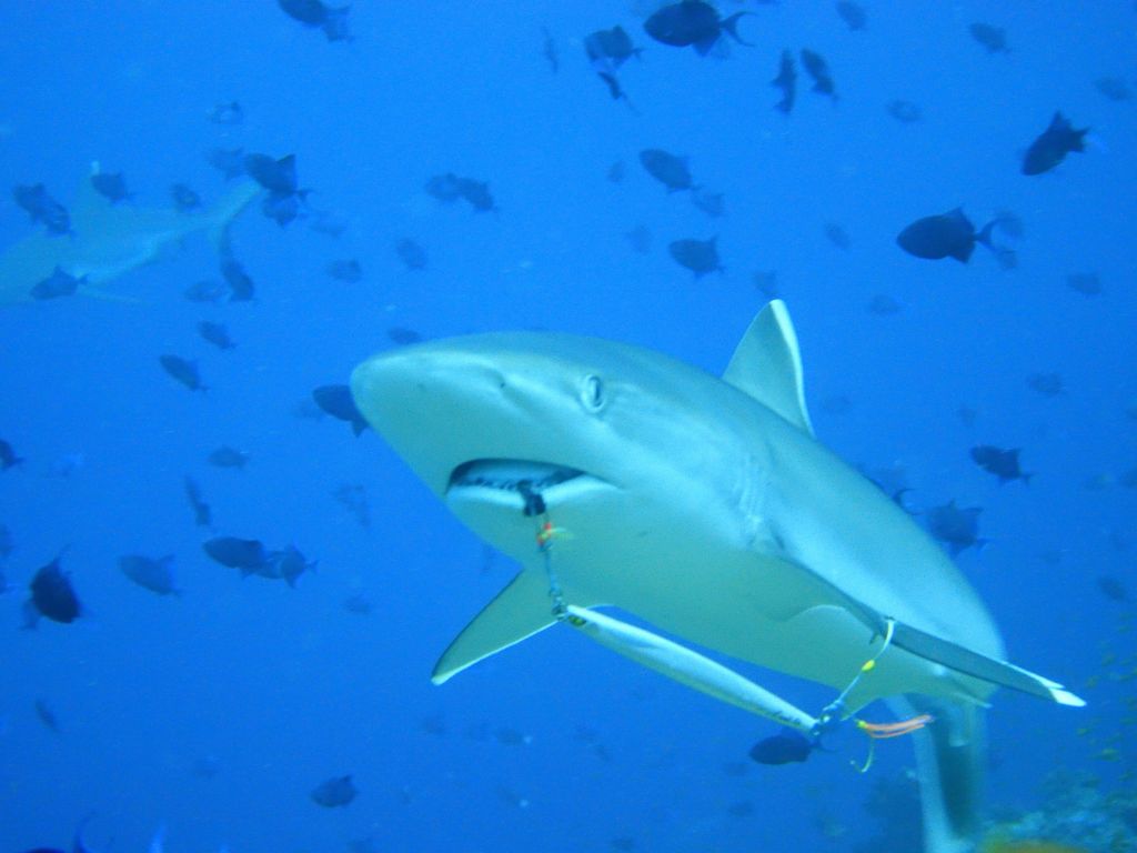 poor shark went for a tasty lure