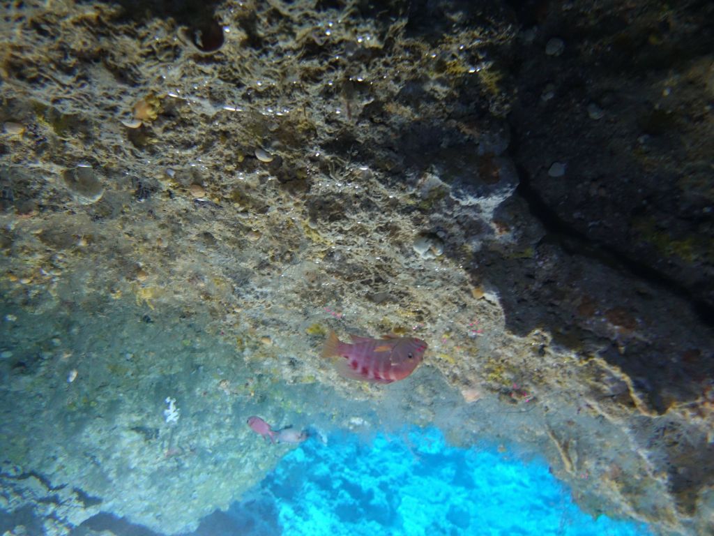 Blue holes had fish swimming upside down in the cave, as they often do