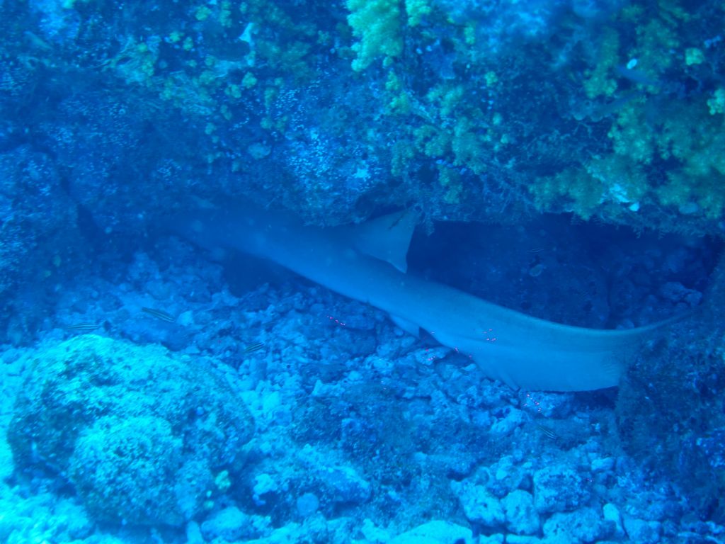 I think that was a leopard shark I found sleeping under a rock