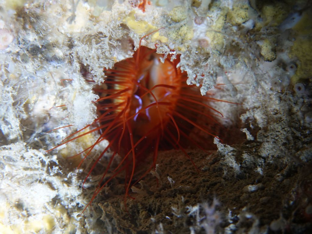 Jennifer found a fire coral in there