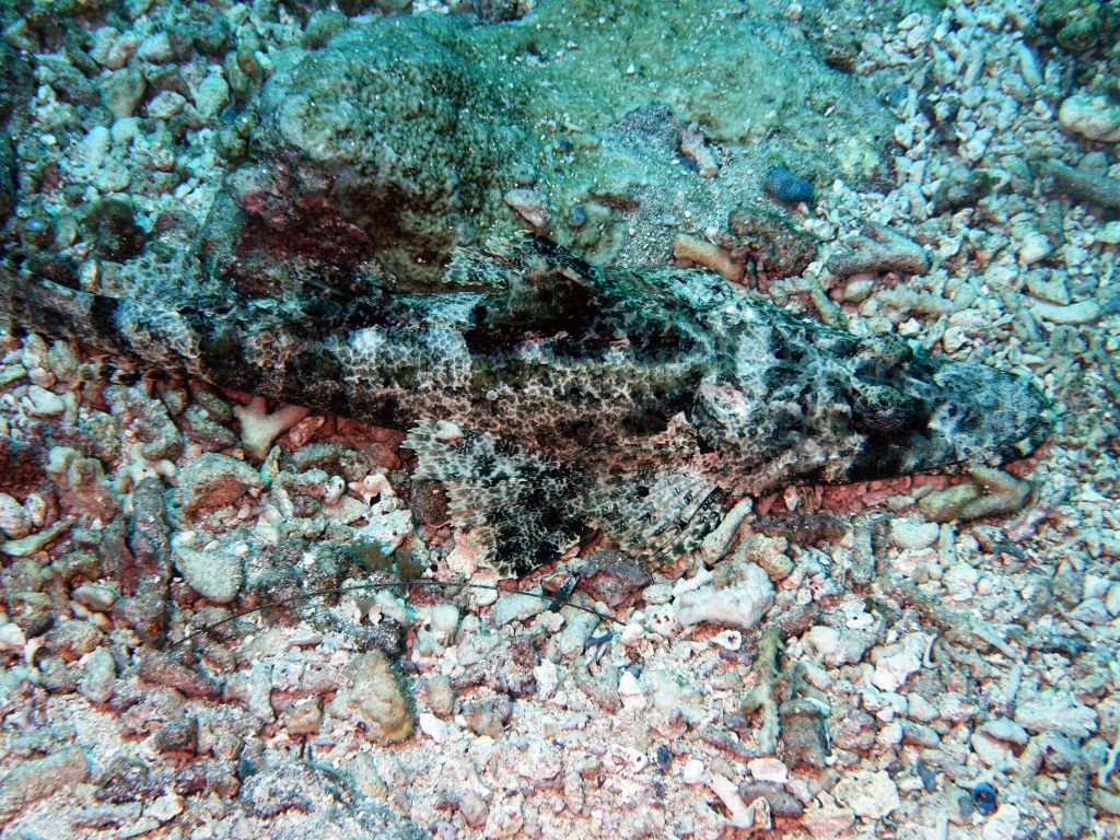 nice crocodile fish