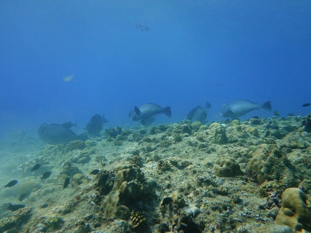 nice school of humphead parrotfish