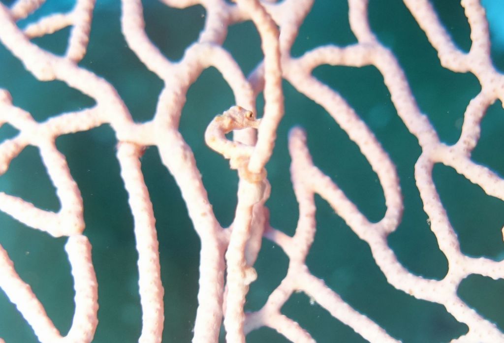 we saw a pygmy seahorse