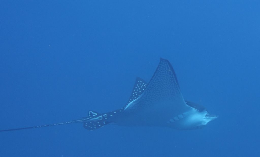 a single eagle ray