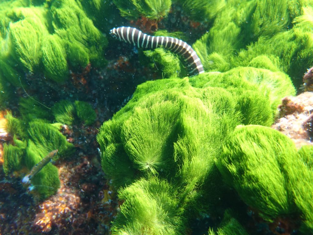 nice banded sea snake