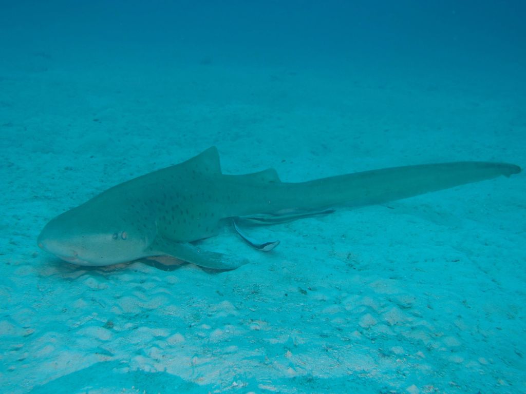 friendly looking leopard/zebra shark