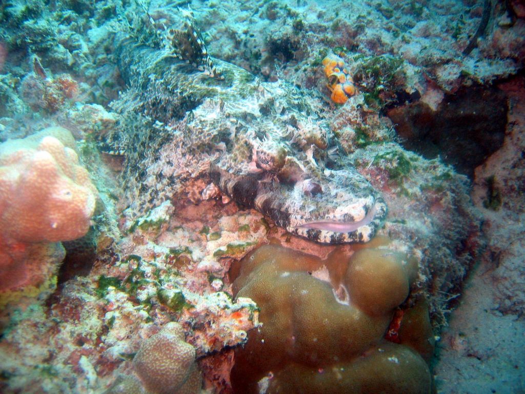 crocodile fish