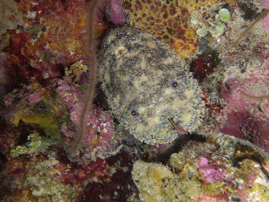 slipper lobster, cute eyes