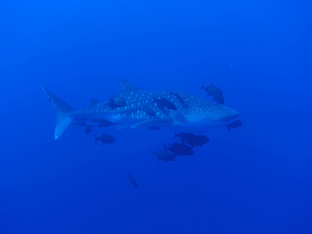 even small whale sharks were big