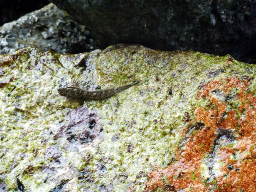 those fish jump on the rock and seem to breathe air