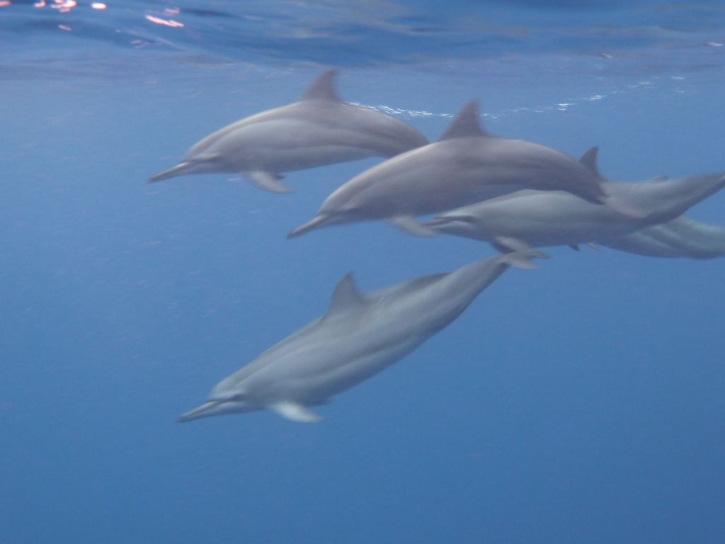 snorkel with dolphins