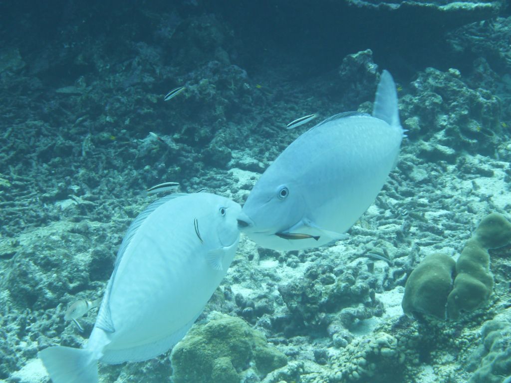 those fish can turn from black to white with their mood.