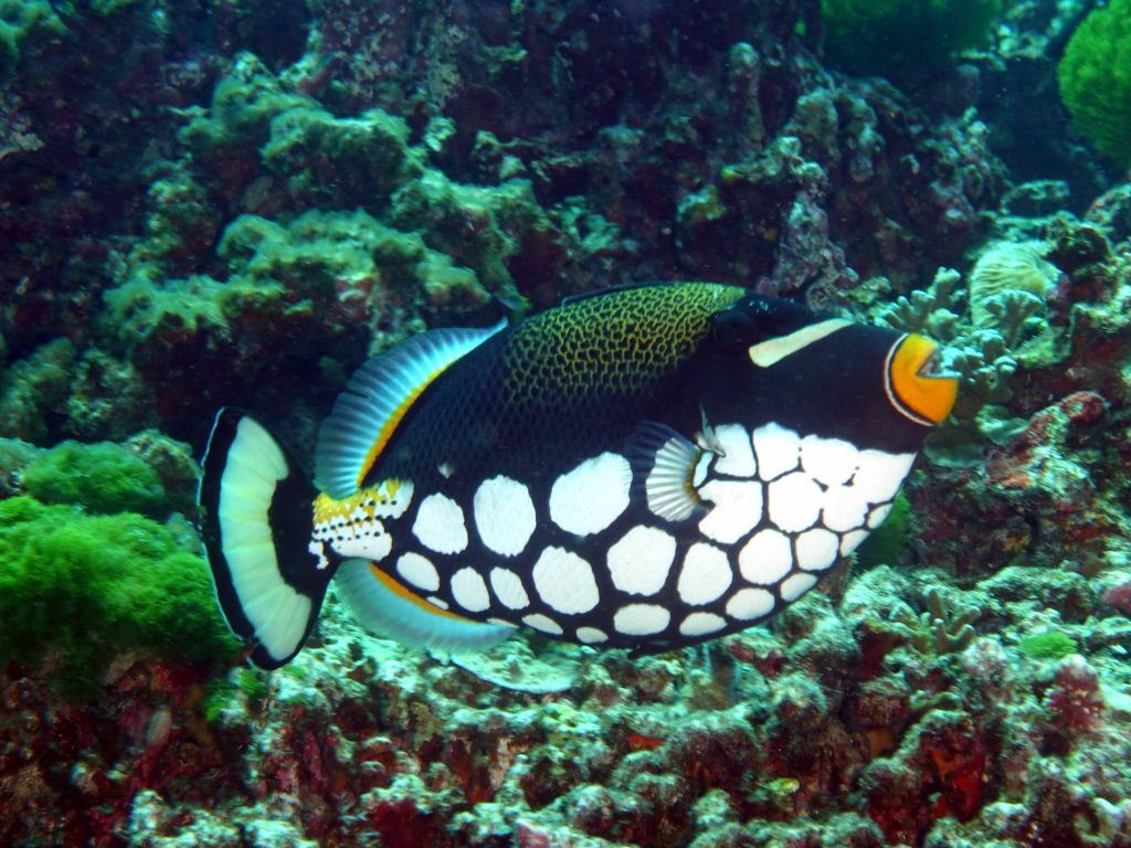 clown triggerfish are always fun :)