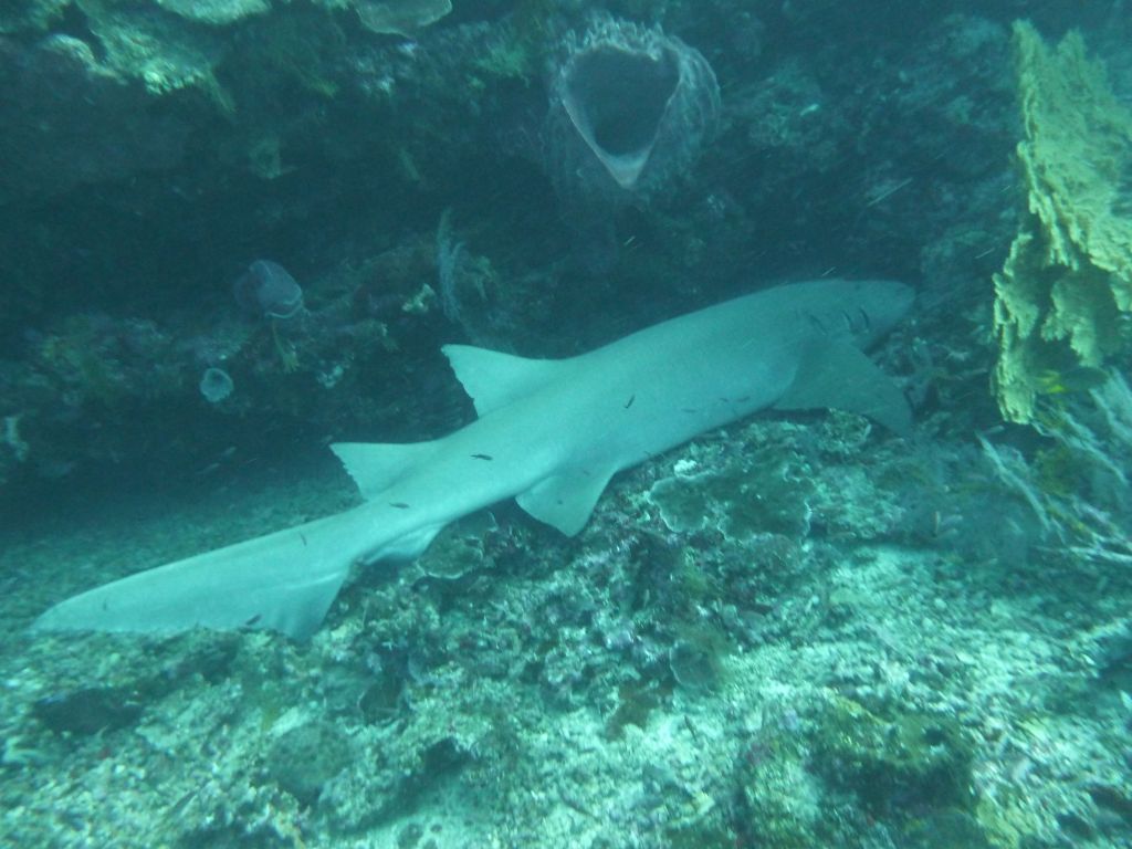 this was a 4 meter shark, it was huge