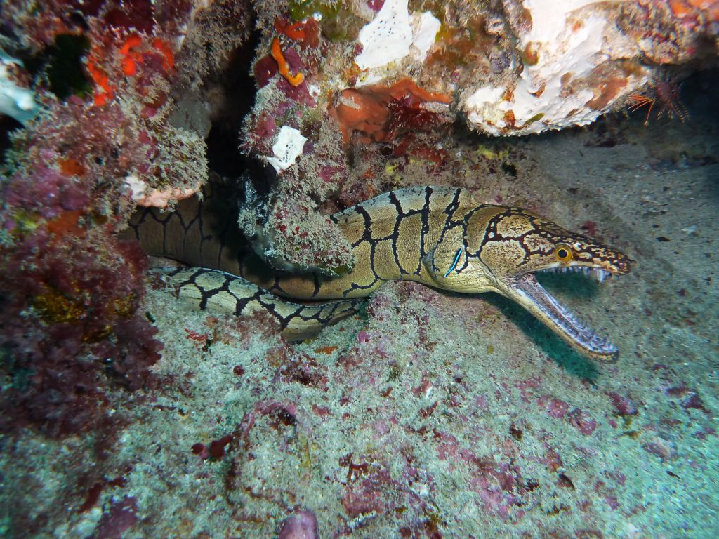 this snake skinned eels are huge teeth