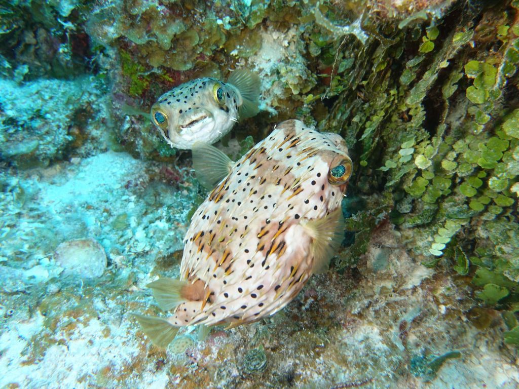 baby puffer was very cute :)