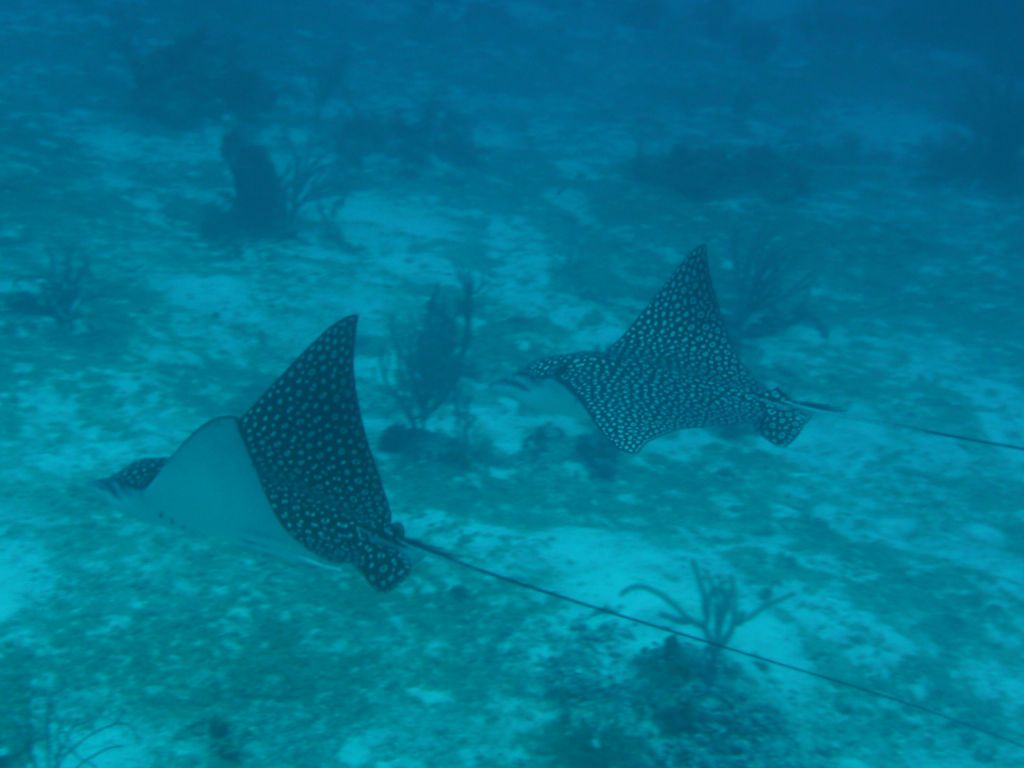 nice eagle rays